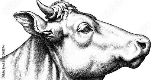 Dotwork tattoo style dairy cow portrait in blackwork art