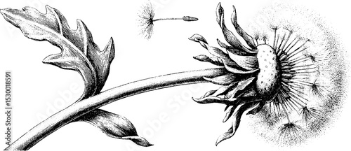 Dandelion seed head with seeds detaching in black and white