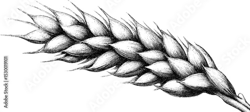 Ear of wheat dotwork tattoo design in blackwork line art style for creative inspiration