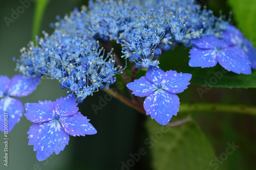 アジサイの花