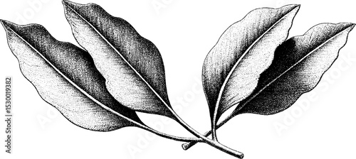Elegant eucalyptus leaf pair with subtle dotwork texture for design and decoration