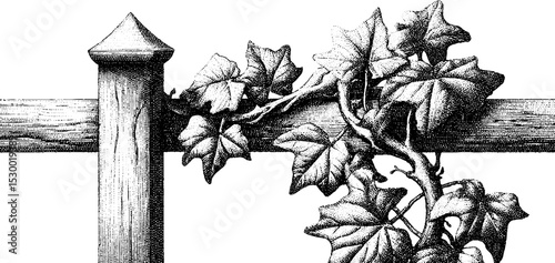 Rustic farm fence with climbing vine and open gate design for rural outdoor settings