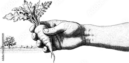 Farmer's hand holding freshly harvested root vegetable in rustic field setting