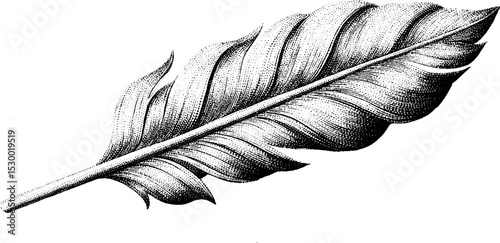 Detailed feather pattern with layered barbs and quill design for artistic projects