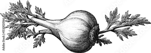 Dotwork illustration of fresh fennel bulb with stalks and leaves for culinary design