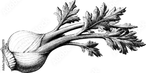 Fresh fennel bulb with stalks and leaves in dotwork style for botanical illustrations