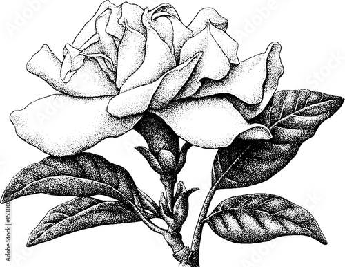 Elegant dotwork gardenia flower with waxy petals for tattoo design or artistic projects
