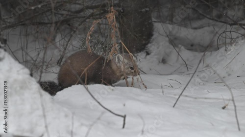 Marten in the boreal forest in the winter