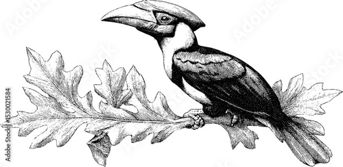 Hornbill with prominent casque on twisted vine in detailed botanical setting