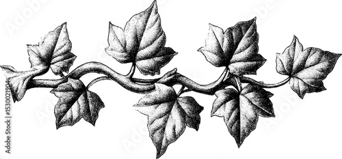 Elegant ivy vine with twisting branches and alternating leaves in dotwork style