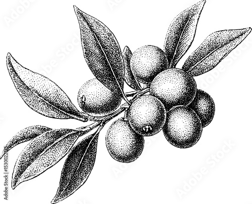 Kumquat cluster on twig in dotwork tattoo style design for art and decoration