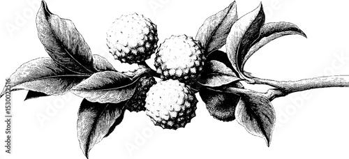 Lychee fruit on branch in dotwork tattoo style black and white design