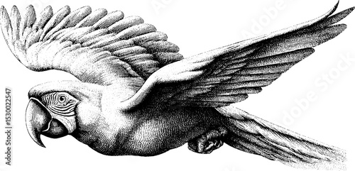 Elegant macaw in mid-flight with outstretched wings dotwork design for nature and wildlife art