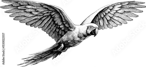 Detailed dotwork artwork of macaw with outstretched wings in mid-flight