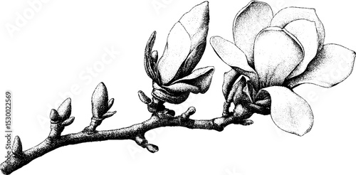 Magnolia blossom dotwork art featuring partially open flower on branch