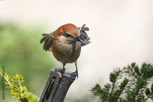 bull headed shrike