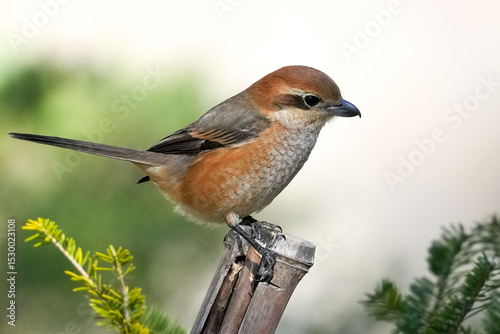 bull headed shrike