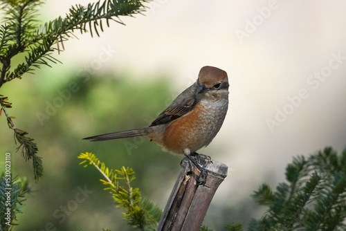 bull headed shrike