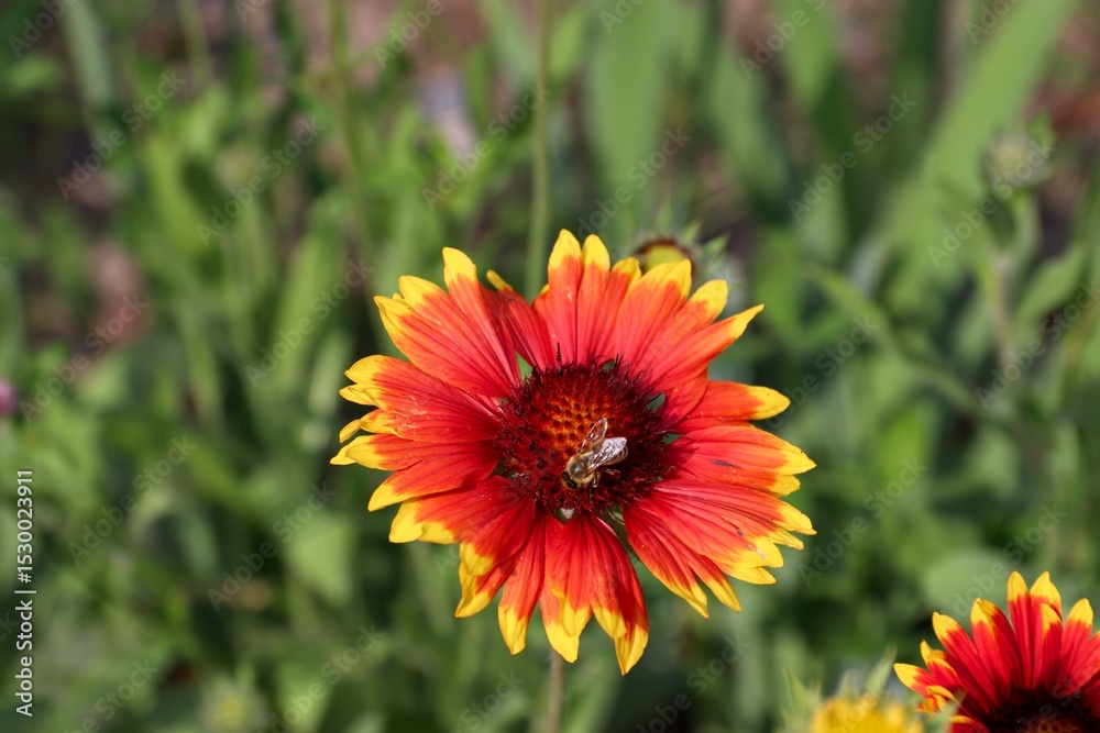 Gaillardia, a red-yellow flower with a brown center and a large bosom against the ground Gaillardia, a red-yellow flower with a brown center and a large bosom against the ground