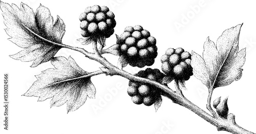 Mulberry cluster on branch in dotwork tattoo style for botanical designs