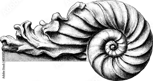 Nautilus shell with spiral chambers and detailed texture for design and decor