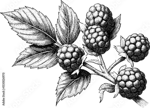 Raspberry cluster with leaves in dotwork tattoo style