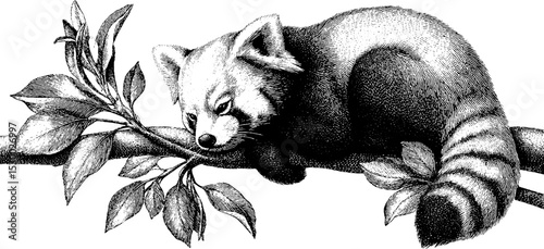 Peaceful red panda resting on branch with fluffy tail for nature and wildlife design