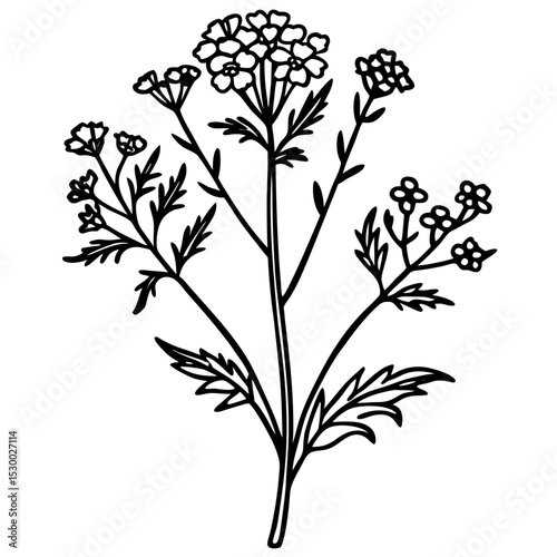 Minimal Yarrow Plant Vector on White