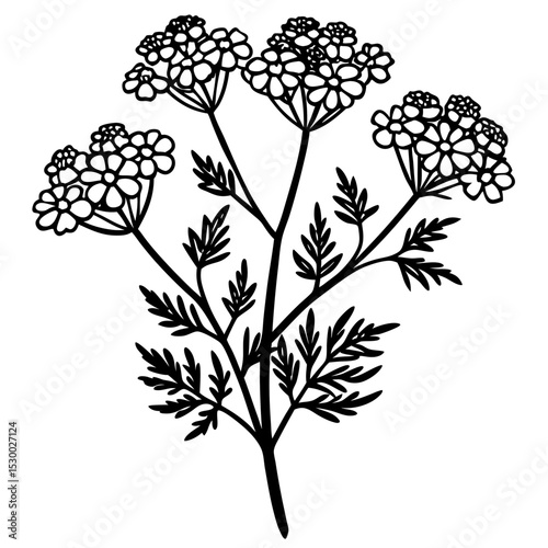 Minimal Yarrow Plant Vector on White