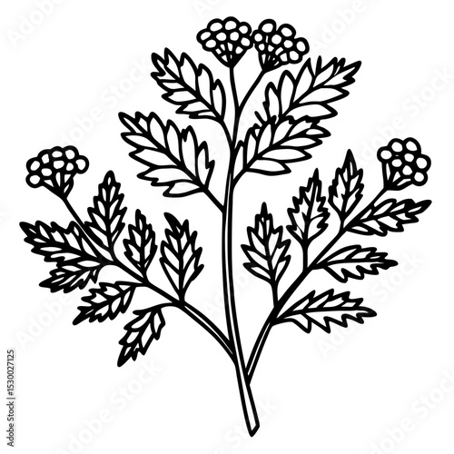 Minimal Yarrow Plant Vector on White