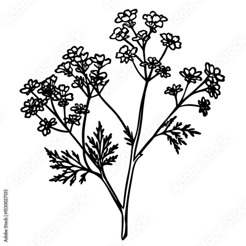 Minimal Yarrow Plant Vector on White