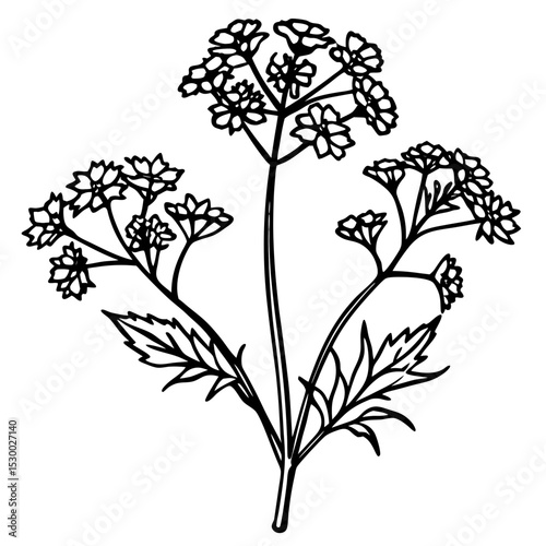 Minimal Yarrow Plant Vector on White