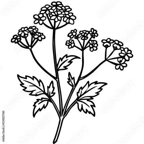 Minimal Yarrow Plant Vector on White