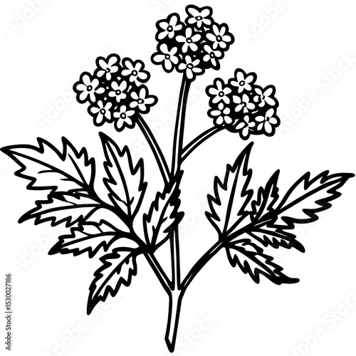 Minimal Yarrow Plant Vector on White