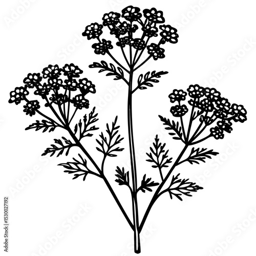 Minimal Yarrow Plant Vector on White