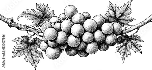 Ripened bunch of grapes tattoo design in dotwork style with intricate detail