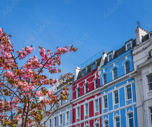 Vibrant London Row Houses with Cherry Blossoms in Spring at Notting Hill