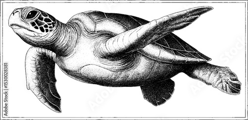 Sea turtle with extended flippers in intricate black and white design