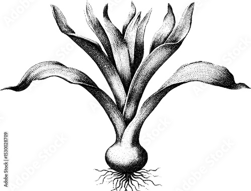 Dotwork tattoo style single leek with roots in black and white ink design