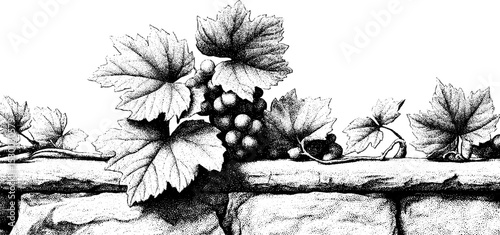 Sunlit vineyard terrace with stone wall and grape vines