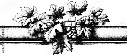Sunlit vineyard terrace with stone wall and grapevine illustration for elegant design