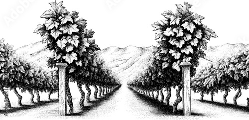 Vineyard rows with trellis on mountainous horizon. Scenic agriculture landscape featuring grape vines and lush countryside field.