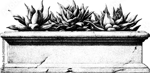 Vintage stone trough repurposed as planter with succulents in dotwork style design
