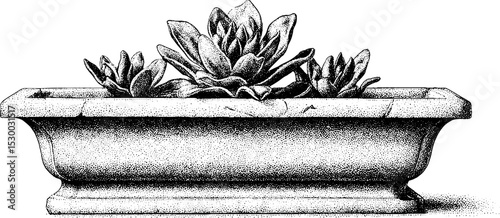 Vintage stone trough planter with succulents dotwork for gardening design