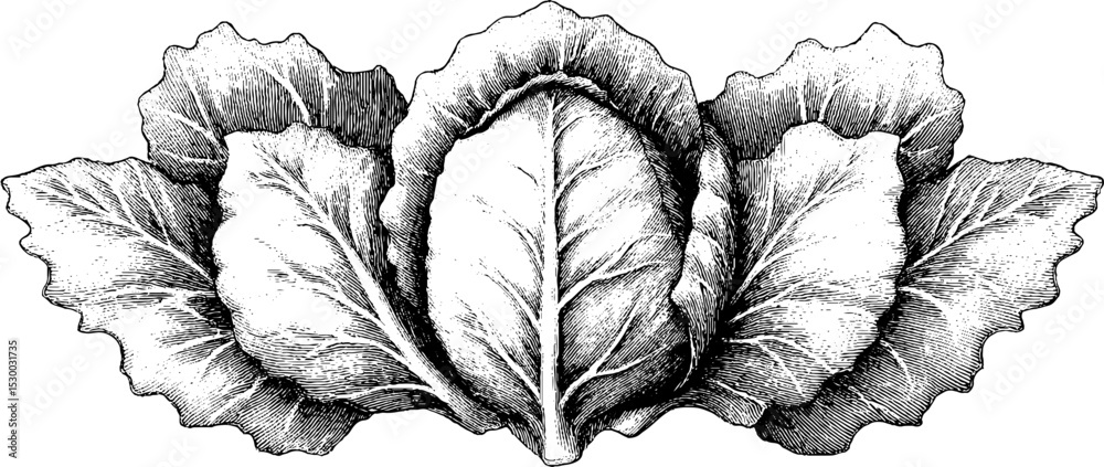 Fototapeta premium Detailed dotwork art of whole purple cabbage with intricate veins for design and decoration