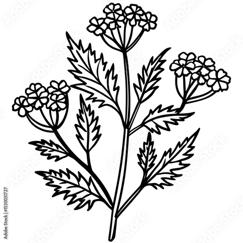 Simple Tansy Plant Vector on White