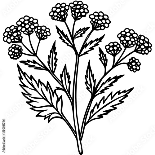 Simple Tansy Plant Vector on White