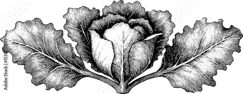 Intricate dotwork of whole purple cabbage with detailed veins for art design