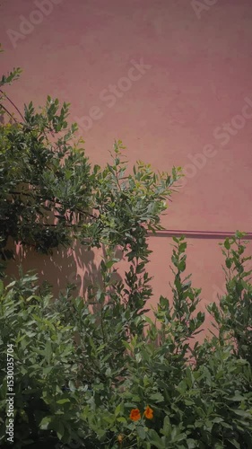 Green tree leaves near a pink wall. Countryside scene with a place for text. Vertical. A bay laurel tree in front of a soft pink wall, perfect minimal background.