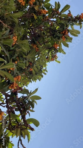 loquat tree vertical video with a place for text. Sunny day, blue sky. Nature background.